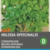 Hot Zitronenmelisse (Melissa officinalis) Samen Kräutersamen|Saatgut
