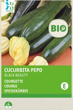 Hot Zucchini (Curcurbita pepo 'Black Beauty') (BIO) Samen Gemüsesamen|Saatgut