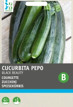 Best Zucchini dunkelgrün (Cucurbita Pepo 'Black Beauty') Samen Gemüsesamen|Saatgut