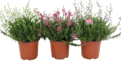 Clearance Irische Heide (Daboecia cantabrica) D 12 H 15 cm Blühende Pflanzen|Immergrüne Pflanzen