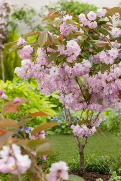 Hot Japanische Blütenkirsche (Prunus serrulata 'Kanzan') D 30 H 200 cm Kirschlorbeer