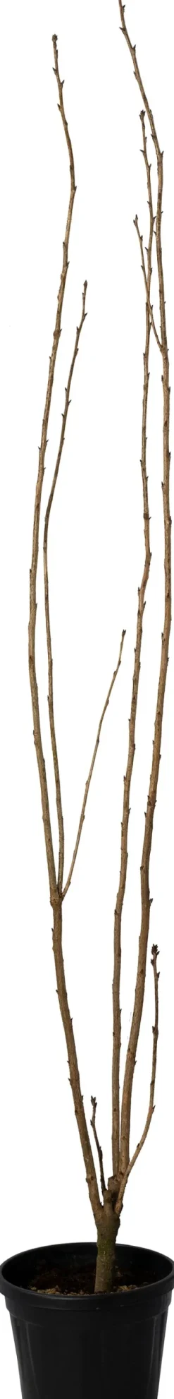 Sale Japanische Blütenkirsche (Prunus serrulata 'Amanogawa') Kirschlorbeer