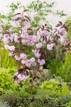 Japanische Blütenkirsche (Prunus serrulata 'Royal') D 32 H 200 cm Kirschlorbeer