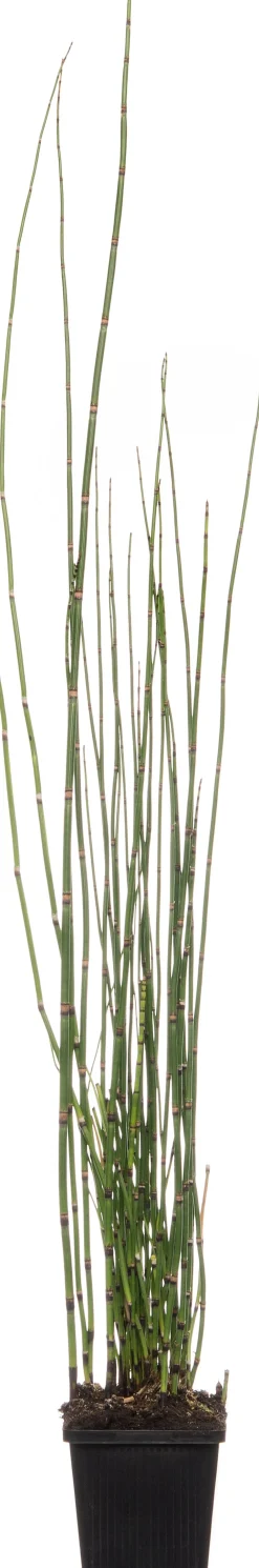 Sale Japanischer Schachtelhalm (Equisetum japonicum) D 9 H 20 cm Winterharte Pflanzen|Mehrjährige Pflanzen