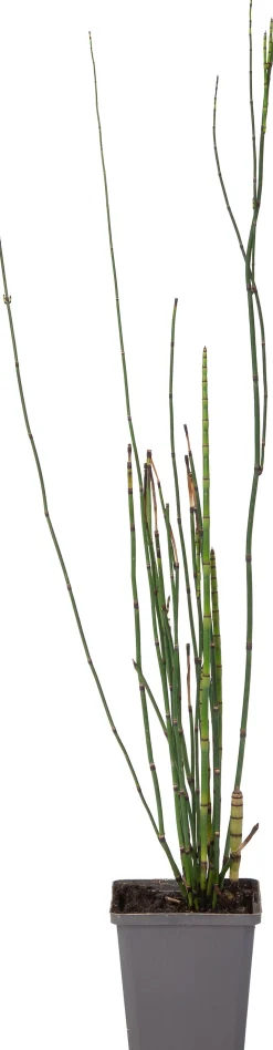 Sale Japanischer Schachtelhalm (Equisetum japonicum) D 9 H 20 cm Winterharte Pflanzen|Mehrjährige Pflanzen