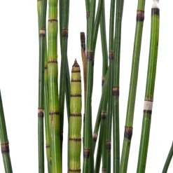Sale Japanischer Schachtelhalm (Equisetum japonicum) D 9 H 20 cm Winterharte Pflanzen|Mehrjährige Pflanzen