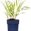 Clearance Japanisches Berggras (Hakonechloa macra) D 11 H 10 cm Immergrüne Pflanzen|Winterharte Pflanzen