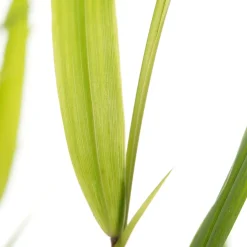 Clearance Japanisches Berggras (Hakonechloa macra) D 11 H 10 cm Immergrüne Pflanzen|Winterharte Pflanzen