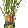 Best Japanisches Blutgras (Imperata cylindrica 'Red Baron') D 19 H 50 cm Winterharte Pflanzen|Mehrjährige Pflanzen
