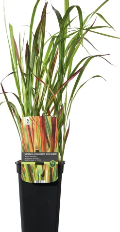 Best Japanisches Blutgras (Imperata cylindrica 'Red Baron') D 19 H 50 cm Winterharte Pflanzen|Mehrjährige Pflanzen