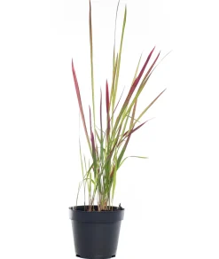 Best Japanisches Blutgras (Imperata cylindrica 'Red Baron') D 17 H 40 cm Winterharte Pflanzen|Mehrjährige Pflanzen