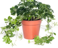 Discount Jungfernrebe (Parthenocissus 'Striata') D 12 H 20 cm Kleine Zimmerpflanzen|Für Schatten