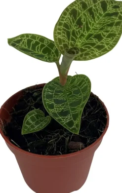 Sale Juwelorchidee (Macodes petola 'Jewel Orchid') D 6 H 8 cm Kleine Zimmerpflanzen|Blühende Zimmerpflanzen