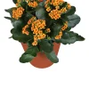 Best Kalanchoe (Kalanchoë blossfeldiana 'Red') D 15 H 26 cm Kleine Zimmerpflanzen|Für Sonne