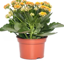 Discount Kalanchoe (Kalanchoe 'Queen') orange D 14 H 26 cm Kleine Zimmerpflanzen|Für Sonne