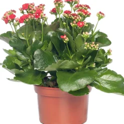 Best Kalanchoe (Kalanchoe 'Queen') rot D 14 H 26 cm Kleine Zimmerpflanzen|Für Sonne