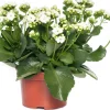 Outlet Kalanchoe (Kalanchoe 'Queen') weiß D 14 H 26 cm Kleine Zimmerpflanzen|Für Sonne
