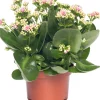 Clearance Kalanchoe (Kalanchoe 'Queen') hellrosa D 14 H 26 cm Kleine Zimmerpflanzen|Für Sonne