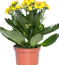 Sale Kalanchoe (Kalanchoe 'Queen') gelb D 14 H 26 cm Kleine Zimmerpflanzen|Für Sonne