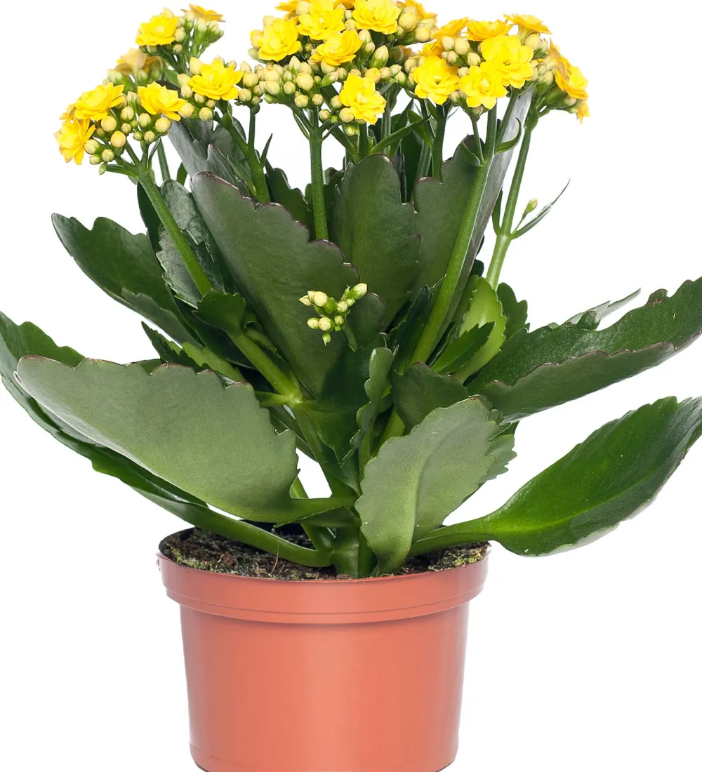 Sale Kalanchoe (Kalanchoe 'Queen') gelb D 14 H 26 cm Kleine Zimmerpflanzen|Für Sonne