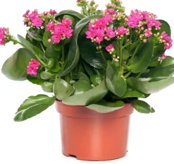 Kalanchoe (Kalanchoe 'Queen') lila D 14 H 26 cm Kleine Zimmerpflanzen|Für Sonne