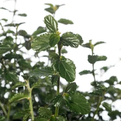 New Kalifornischer Flieder (Ceanothus thyrsiflorus var. repens) D 23 H 35 cm Blühende Pflanzen|Immergrüne Pflanzen