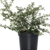 Sale Kalifornischer Flieder (Ceanothus thyrsiflorus var. repens) D 17 H 20 cm Blühende Pflanzen|Immergrüne Pflanzen