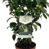 Sale Kamelie (Camelia japonica 'Brushfield's Yellow') D 19 H 55 cm Blühende Pflanzen|Immergrüne Pflanzen