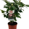 Best Kamelie (Camellia japonica 'Nuccio's Cameo') D 19 H 55 cm Blühende Pflanzen|Immergrüne Pflanzen