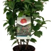 Discount Kamelie (Camellia japonica 'Doctor King') D 19 H 55 cm Immergrüne Pflanzen|Blühende Pflanzen