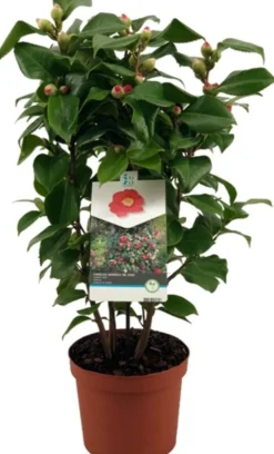Discount Kamelie (Camellia japonica 'Doctor King') D 19 H 55 cm Immergrüne Pflanzen|Blühende Pflanzen