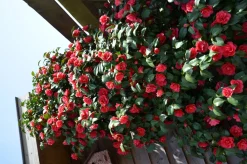 Kamelie (Camellia reticulata 'Mary Williams') D 19 H 55 cm Blühende Pflanzen|Immergrüne Pflanzen