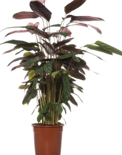 Hot Kamm-Marante (Ctenanthe setosa 'Compact Star') D 21 H 100 cm Luftreinigende Pflanzen|Große Pflanzen