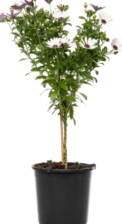 Sale Kapkörbchen (Osteospermum) Stämmchen D 19 H 75 cm Blühende Pflanzen|Einjährige Pflanzen