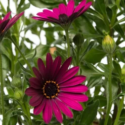 Sale Kapkörbchen (Osteospermum) Stämmchen D 19 H 75 cm Blühende Pflanzen|Einjährige Pflanzen