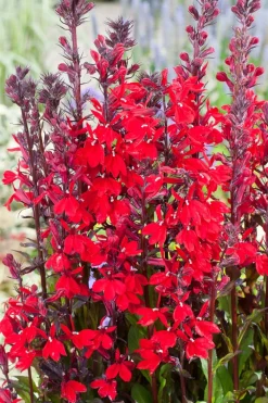 Clearance Kardinals-Lobelie (Lobelia cardinalis) D 18 H 30 cm Blühende Pflanzen|Teichpflanzen