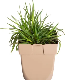 Discount Kartäusernelke (Dianthus carthusianorum) D 11 H 10 cm Blühende Pflanzen|Winterharte Pflanzen