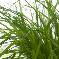 Sale Katzengras (Cyperus alternifolius 'Zumula') D 12 cm H 30 cm Katzensnacks & Leckerlies