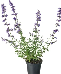 New Katzenminze (Nepeta faassenii) D 17 H 30 cm Mehrjährige Pflanzen|Katzenminze