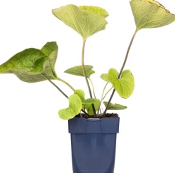 Kaukasusvergissmeinnicht (Brunnera macrophylla) D 11 H 10 cm Blühende Pflanzen|Winterharte Pflanzen