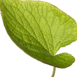 Kaukasusvergissmeinnicht (Brunnera macrophylla) D 11 H 10 cm Blühende Pflanzen|Winterharte Pflanzen