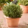 Discount Küchen-Thymian (Thymus Vulgaris 'Faustini') Obst, Gemüse & Kräuter|Kräuterpflanzen