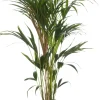Best Kentia Palme (Howea forsteriana) D 24 H 160 cm Große Pflanzen|Grünpflanzen
