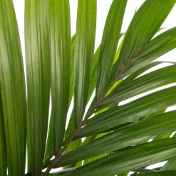 Best Kentia Palme (Howea forsteriana) D 24 H 160 cm Große Pflanzen|Grünpflanzen