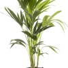 Clearance Kentia Palme (Howea forsteriana) D 19 cm H 90 cm Für Schatten|Große Pflanzen