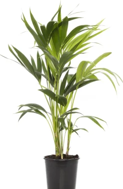 Clearance Kentia Palme (Howea forsteriana) D 19 cm H 90 cm Für Schatten|Große Pflanzen
