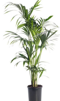 Best Kentia Palme (Howea forsteriana) D 24 cm H 140 cm Große Pflanzen|Grünpflanzen