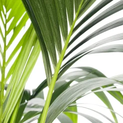 Best Kentia Palme (Howea forsteriana) D 24 cm H 140 cm Große Pflanzen|Grünpflanzen