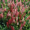 Hot Kerzenknöterich (Persicaria Amplexicaulis 'Darjeeling Red') D 11 H 20 cm Winterharte Pflanzen|Mehrjährige Pflanzen