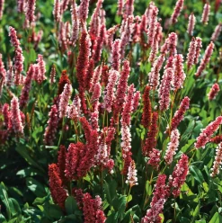 Hot Kerzenknöterich (Persicaria Amplexicaulis 'Darjeeling Red') D 11 H 20 cm Winterharte Pflanzen|Mehrjährige Pflanzen